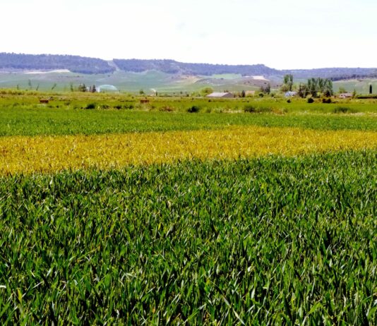 Mínima bajada del trigo y la cebada en la Lonja de León con la mirada puesta en las medidas de Trump