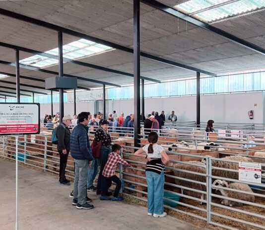 Conoce aquí los premiados en los concursos de la Feria Nacional de Ovino Churro 2025 de Palencia