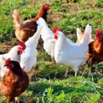 Las aves de corral para autoconsumo deben estar dadas de alta en la sección ganadera del REACyL