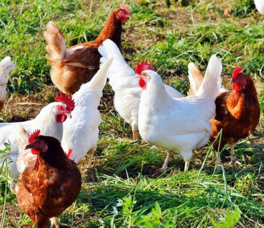 Las aves de corral para autoconsumo deben estar dadas de alta en la sección ganadera del REACyL