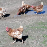 El Ministerio levanta las medidas preventivas contra la gripe aviar que decretó el pasado enero