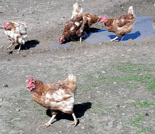 El Ministerio levanta las medidas preventivas contra la gripe aviar que decretó el pasado enero