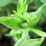 El ITACyL alerta de la posible presencia del gusano verde o gorgojo de la alfalfa