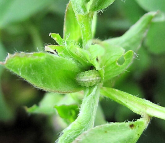 El ITACyL alerta de la posible presencia del gusano verde o gorgojo de la alfalfa