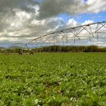 Conoce aquí los plazos del seguro agrario que se cierran antes de los días centrales de Semana Santa