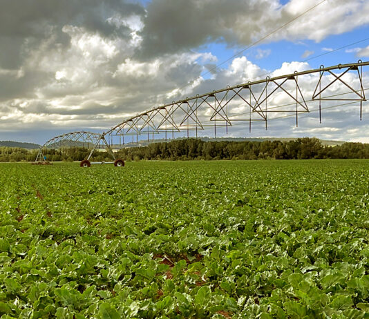 El importe provisional de la ayuda a la remolacha vuelve a subir y supera el definitivo percibido en 2023