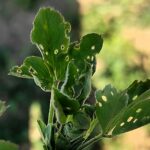 Sintoma-en-hoja-de-la-alfalfa-c-ITACyL