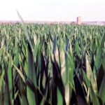 Retroceso de precios del trigo y la cebada en la Lonja de León, que vuelven a niveles de verano de 2021