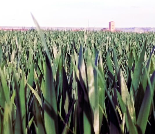 Retroceso de precios del trigo y la cebada en la Lonja de León, que vuelven a niveles de verano de 2021