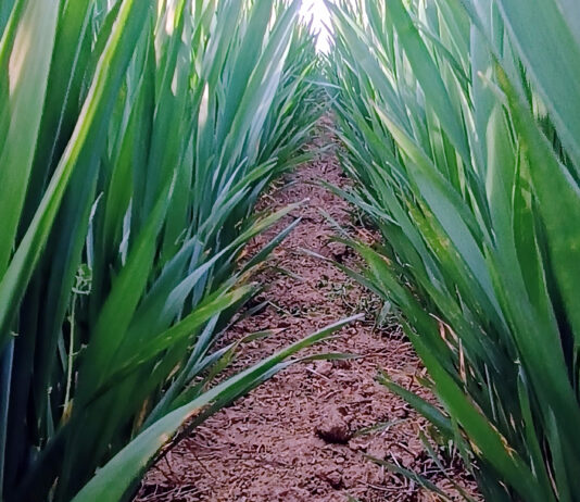Los principales cereales siguen cayendo de cotización en un contexto de pocas operaciones