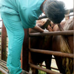 El veterinario de explotación, figura opcional en el nuevo real decreto sobre sanidad animal