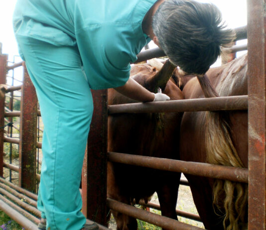 El veterinario de explotación, figura opcional en el nuevo real decreto sobre sanidad animal