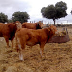 Dispar comportamiento del bovino de carne: suben las terneras, pero los añojos siguen estables