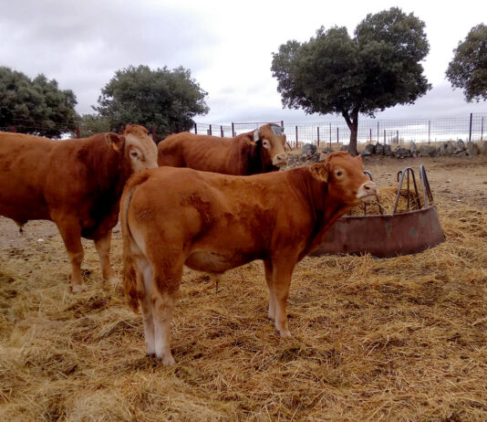 Dispar comportamiento del bovino de carne: suben las terneras, pero los añojos siguen estables