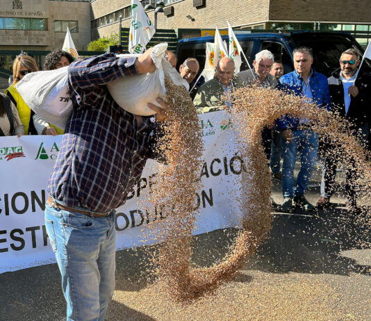 El bienio 2024-2025 se salda con bajadas medias del 20 % en el precio del cereal y del 56 % en los forrajes