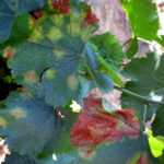 El Observatorio de Plagas de Castilla y León advierte de la presencia de mildiu en el viñedo