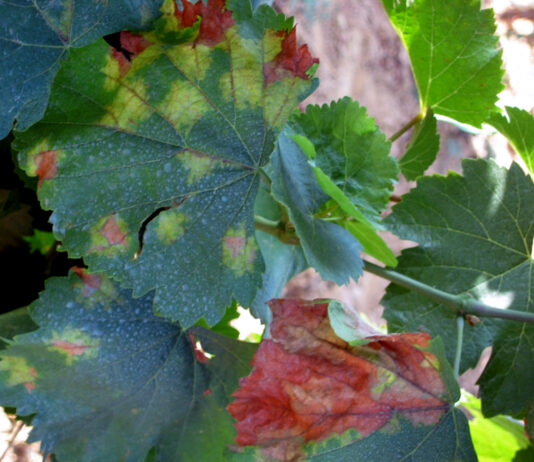 El Observatorio de Plagas de Castilla y León advierte de la presencia de mildiu en el viñedo