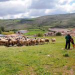 Rebaño ovino churro y pastor web