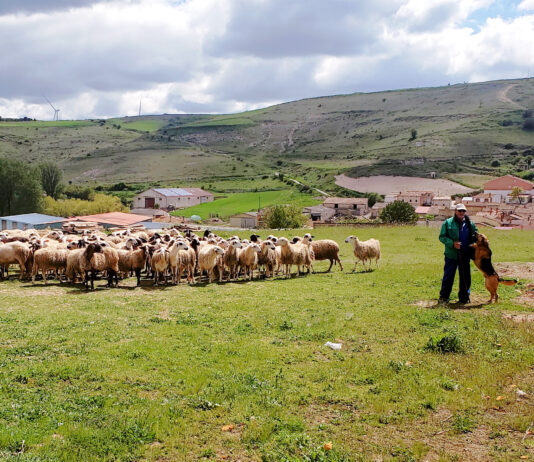 La cotización actual de los lechazos es un 16 % más alta que hace un año debido a la escasez de oferta
