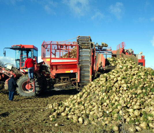 El importe final de la ayuda a la remolacha de la PAC 2024 sube 40 €/hectárea con respecto al provisional