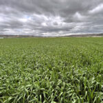 El trigo repite en la Lonja de León y sugiere un cambio de tendencia por noticias agronómicas mundiales