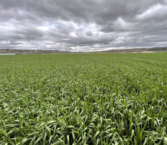 El trigo repite en la Lonja de León y sugiere un cambio de tendencia por noticias agronómicas mundiales