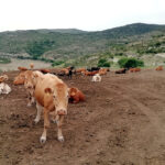 Nueva subida de las terneras en la Lonja de Salamanca, donde encadenan mes y medio al alza