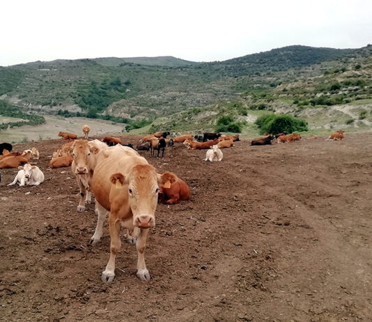 Nueva subida de las terneras en la Lonja de Salamanca, donde encadenan mes y medio al alza