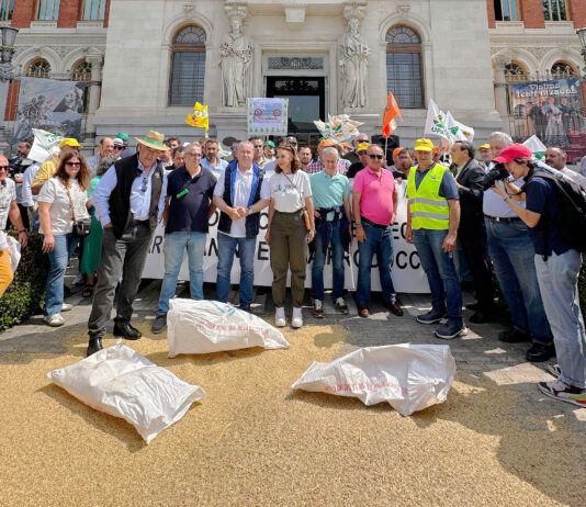 La Lonja de León deja de cotizar todo el cereal de invierno hasta visar contratos de la próxima cosecha