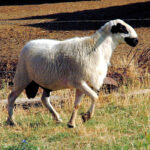 Las ayudas a la cría e inscripción de razas puras de Castilla y León pueden solicitarse hasta el 4 de julio