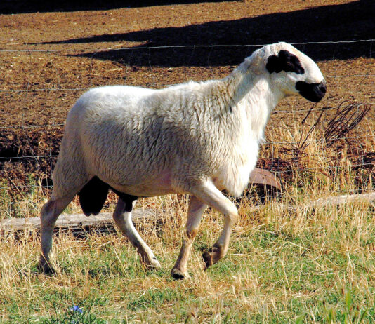 Las ayudas a la cría e inscripción de razas puras de Castilla y León pueden solicitarse hasta el 4 de julio