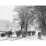 ‘Objetivo vacuno’, un concurso de fotografía con el que se puede ganar un premio de hasta 500 euros