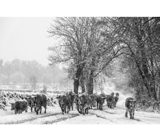 ‘Objetivo vacuno’, un concurso de fotografía con el que se puede ganar un premio de hasta 500 euros
