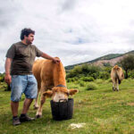 Cómo cumplir las obligaciones de formación para las personas que trabajan con ganado bovino