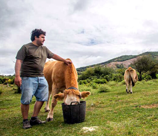 Cómo cumplir las obligaciones de formación para las personas que trabajan con ganado bovino