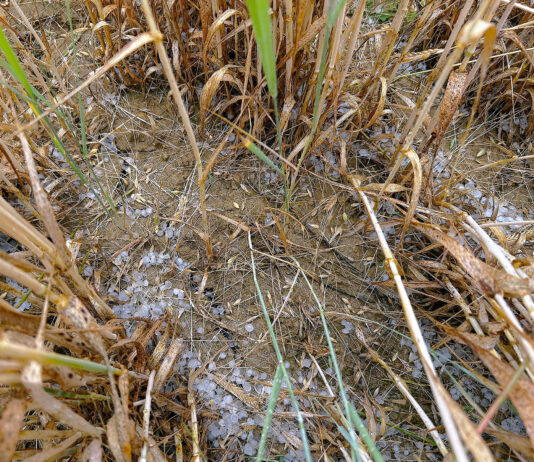 El pedrisco ha afectado este año a 34 000 hectáreas de cultivos herbáceos asegurados en Palencia