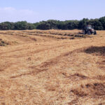 Vezas y forrajes bajan en la Lonja de León, arrastrados por la abundante producción de este año