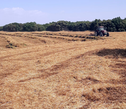 Vezas y forrajes bajan en la Lonja de León, arrastrados por la abundante producción de este año