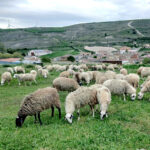 El Ministerio amplía las normas de las organizaciones interprofesionales ganaderas Interovic y Avianza