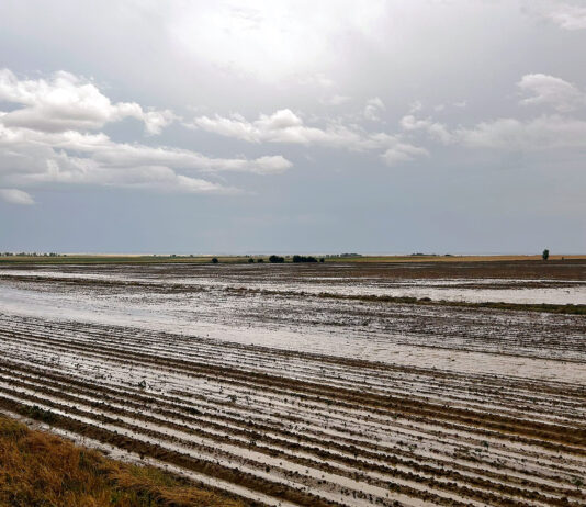 El pedrisco daña en un mes los cultivos en no menos de una treintena de términos municipales de Palencia