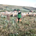 Los lechazos suben quince céntimos por kilo con una oferta muy justa para la pujante demanda actual