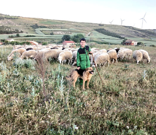 Los lechazos suben quince céntimos por kilo con una oferta muy justa para la pujante demanda actual