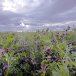 125 euros/tonelada, primer precio de la veza forrajera en esta campaña en la Lonja de León