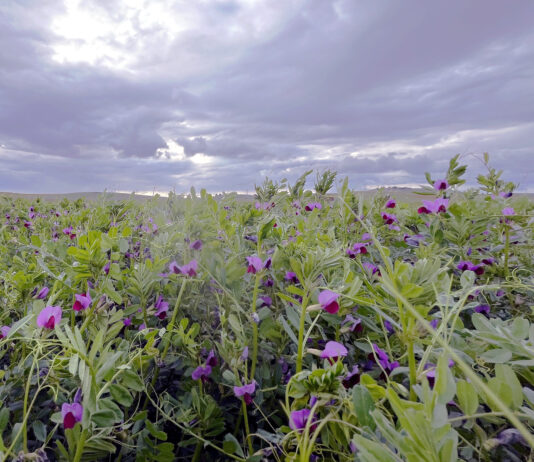 125 euros/tonelada, primer precio de la veza forrajera en esta campaña en la Lonja de León