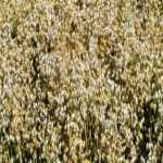 Estabilidad en unos cereales hundidos… y a esperar la letra pequeña del acuerdo UE-Estados Unidos