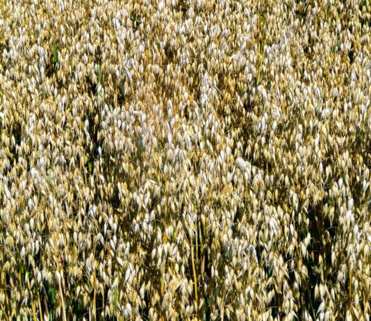 Estabilidad en unos cereales hundidos… y a esperar la letra pequeña del acuerdo UE-Estados Unidos