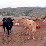 Terneras y añojos se mantienen estables en la Lonja de Salamanca, donde siguen subiendo las vacas