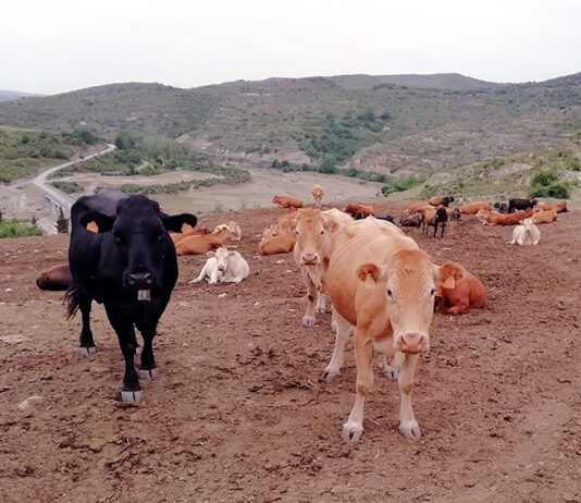 Terneras y añojos se mantienen estables en la Lonja de Salamanca, donde siguen subiendo las vacas