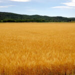 La tonelada de cebada pierde un euro (177 €/t) en la Lonja de León por la presión de la cosecha