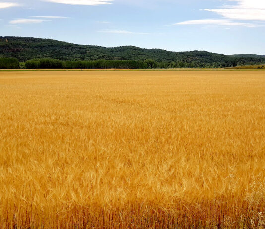 La tonelada de cebada pierde un euro (177 €/t) en la Lonja de León por la presión de la cosecha